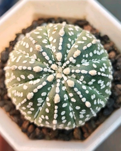 Astrophytum asterias star type - astrophytum,