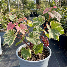 1 Grape Vitis Supernova Pink