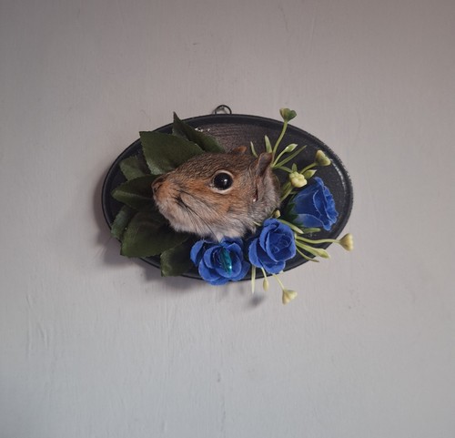 Taxidermy squirrel head mount - squirrel,