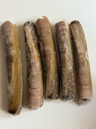 Razor fish frozen - fish, sea