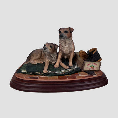 Eager border terrier - eager,