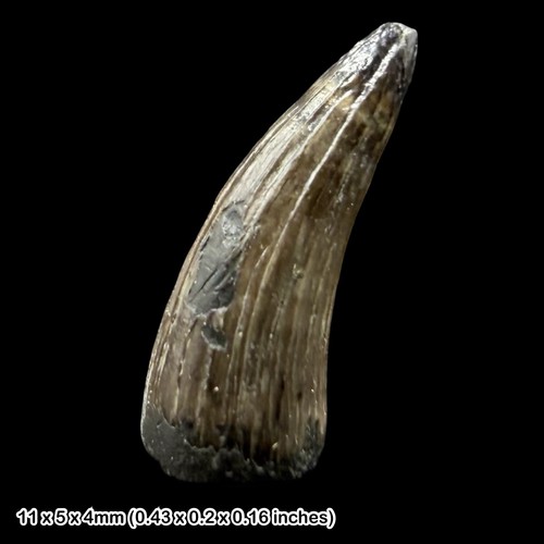 Teleosaurus crocodile tooth - teleosaurus,