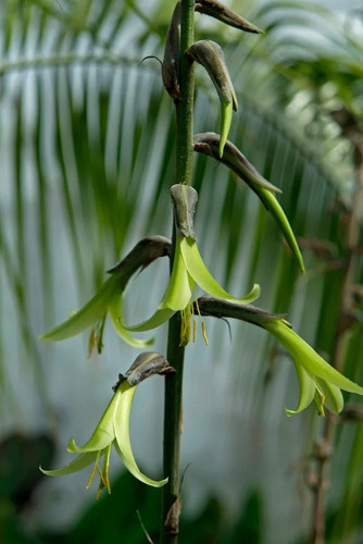 Puya mirabilis mature year - mirabilis, 10