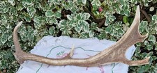NATURALLY SHED FALLOW DEER ANTLER 20" Long Rudolph Reindeer Xmas Decoration