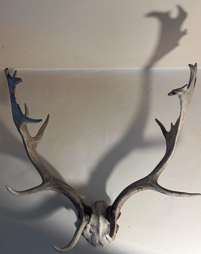 Original mounted deer antlers - deer,