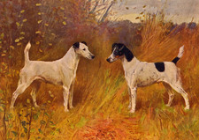 SMOOTH FOX TERRIER DOG CARD
