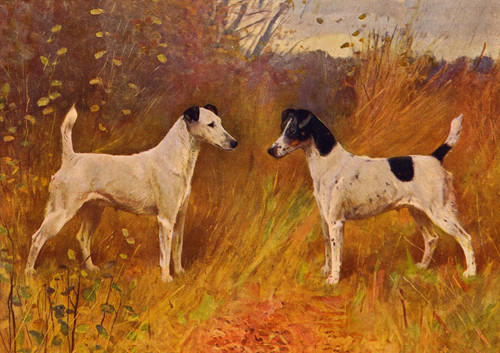 Smooth fox terrier - smooth, card