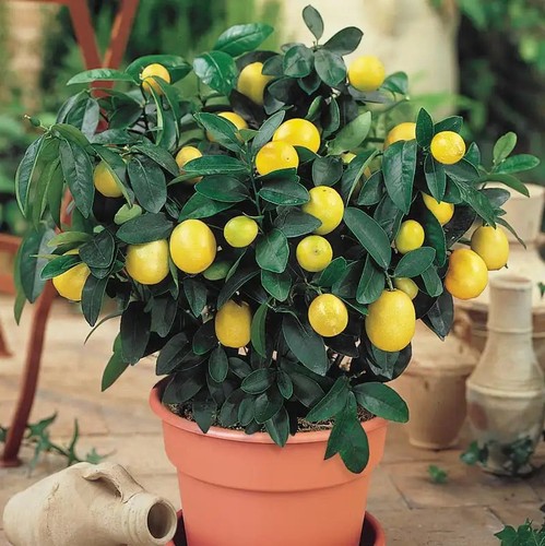 Meyer lemon tree 14 tall - meyer,