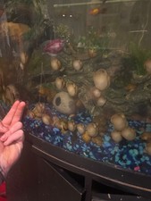 Golden apple snail. Young