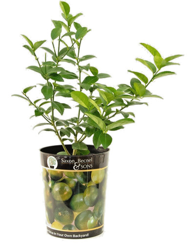 Garden state bulb persian lime - bulb,