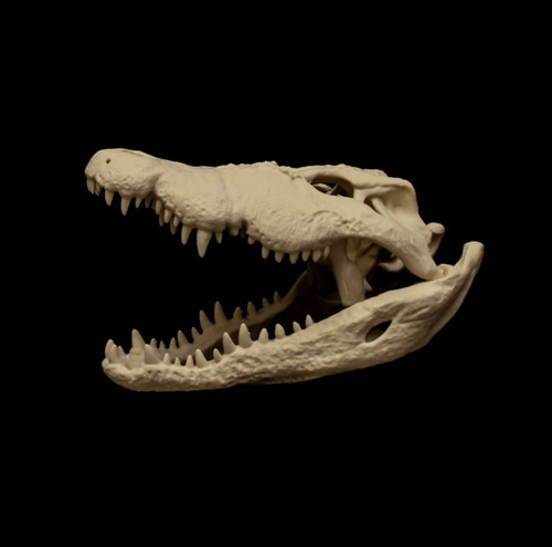 Nile crocodile skull - nile, replica