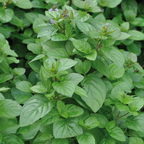 Mint orange plant - 1,