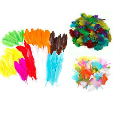 Assorted Dyed Multicolour Real Feathers Easter Decoration Bundle - Easter Set