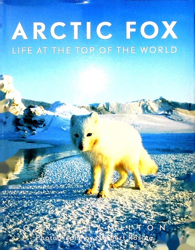 Arctic fox garry - fox,
