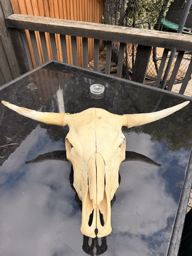 Real bulls skull taxidermy - skull,