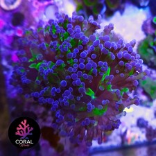 Stunning Frogspawn Coral 4