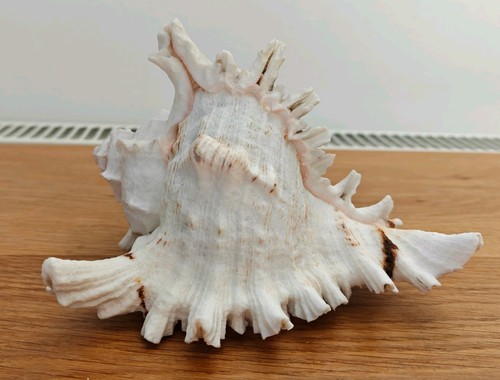 Vintage murex conch - murex, natural