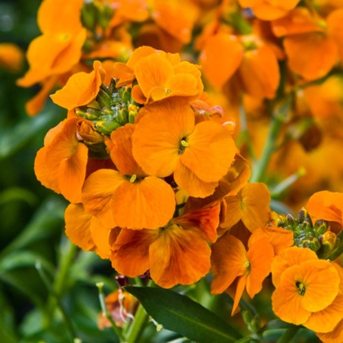 Erysimum winter spice - , plugs