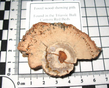 Triassic fossil wood Bull Canyon Texas showing pith unusual dinosaur food #2