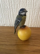 Taxidermy blue tit - blue,