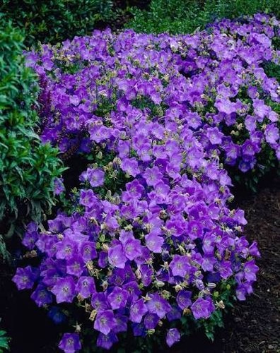 Campanula carpatica blue - 6,