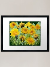 Dandelion - a meadow full of