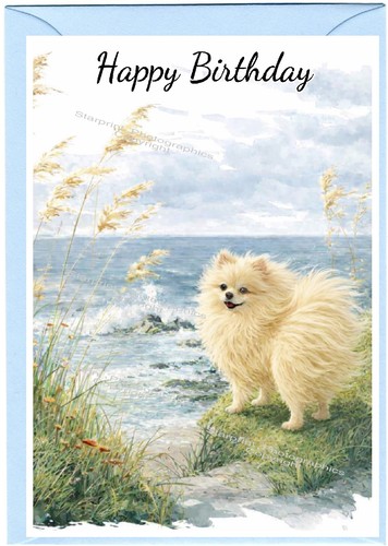 Pomeranian cream dog birthday - pomeranian,
