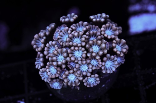 Blue punch goniopora coral - blue,