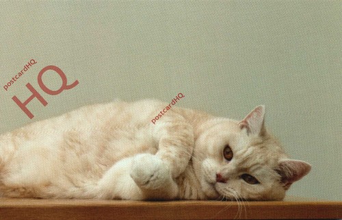Picture postcard cat manx - picture, cat,