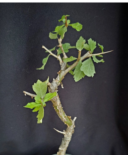 Commiphora wightii guggul - wightii,,