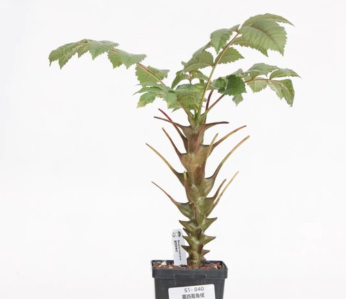 Sale rare cacti beiselia - sale,