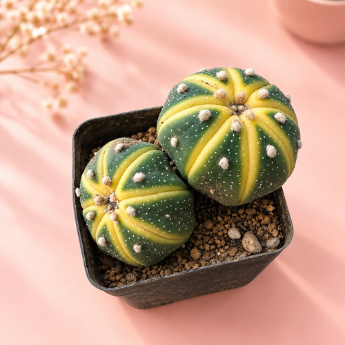 Double head variegated - double,