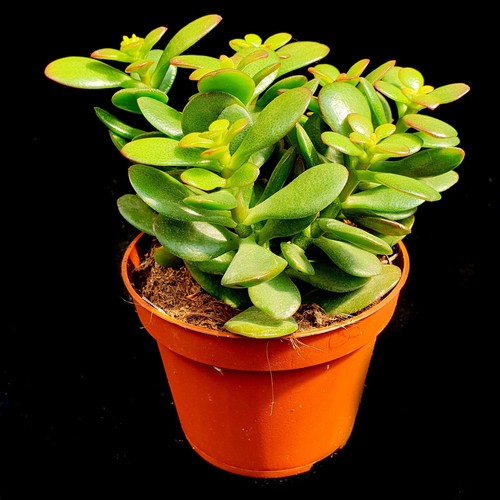 Jade money plant crassula - jade,