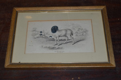 Antique framed hand coloured - framed,
