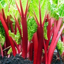 Rhubarb victoria plug - 4x,