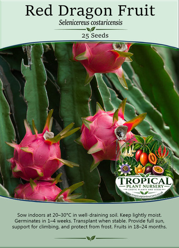 Red dragon fruit selenicereus - red, (selenicereus