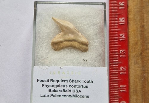 Genuine fossil requiem - genuine,