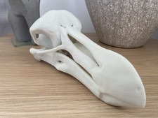 Replica dodo skull animal - replica,