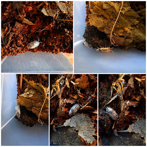 Live dairy cow isopod colony - cow,