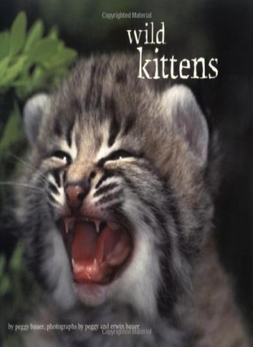 Wild kittens peggy bauer - wild, kittens,peggy