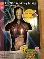 science tech human torso model kit anatomically correct with removable organs . 