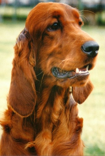 Red setter jumbo fridge - fridge, magnet