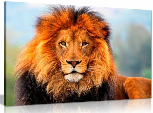 Wild african lion canvas wall - canvas,