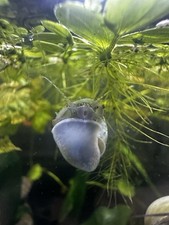 Tank Bred Mystery Snails! ($10