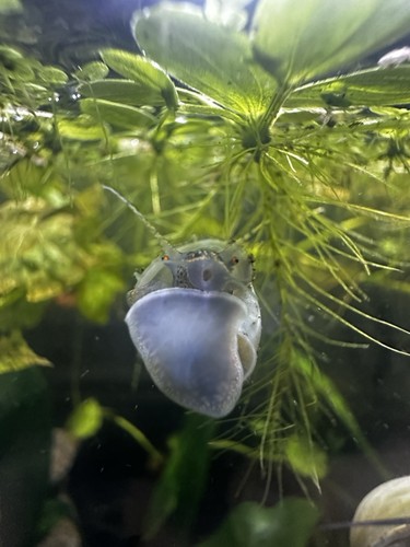 Tank bred mystery - bred, snails!