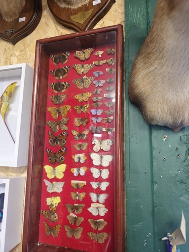 Taxidermy various butterflies - taxidermy,