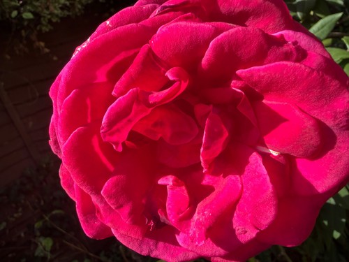 Purple rose tall - tall,