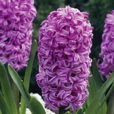 Hyacinth Bedding 'Miss Saigon'