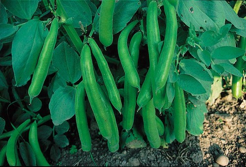 Broad bean witkiem 100 gm - ,