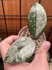 Hoya Wilbur Graves Rooted